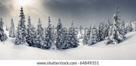 Trees covered with hoarfrost and snow in mountains