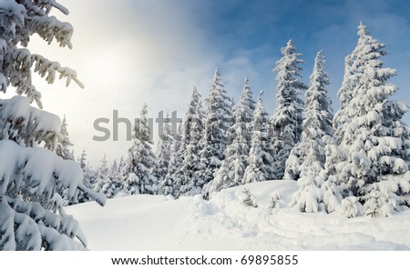 Trees covered with hoarfrost and snow in mountains.