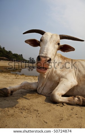 The laughing cow sunbathing on the beach in Goa