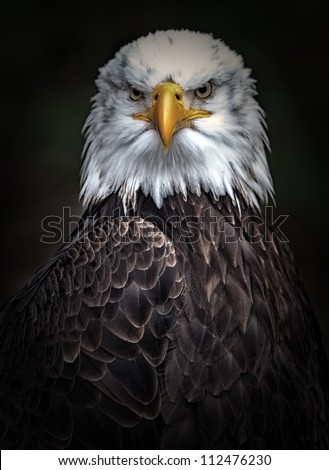Eagle portrait