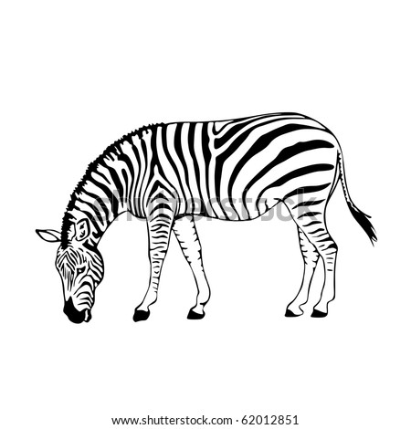 Black White Zebra Vector Illustration 스톡 벡터 62012851 - Shutterstock