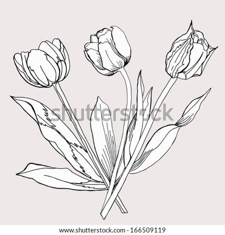 Bouquet Tulip Sketch Black White Vector Stock Vector 166509119 ...