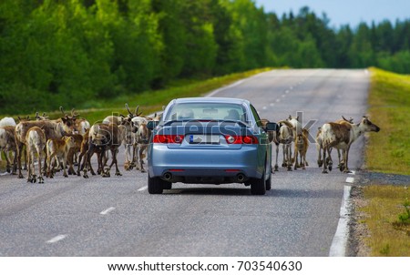 Reindeers herd stopping the car in Lapland, Finland
