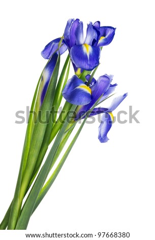 Small Blue Iris Stock Photos, Images, & Pictures | Shutterstock