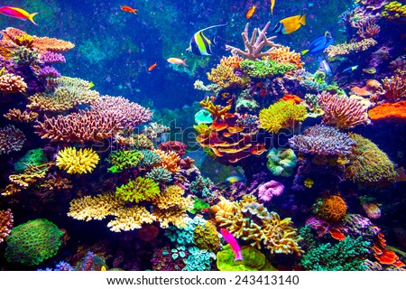Coral Reef and Tropical Fish in Sunlight. Singapore aquarium
