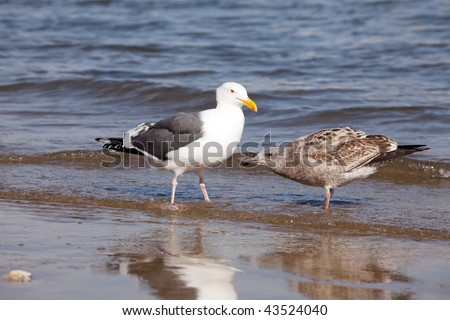Not right Adult sea gull Simply excellent Adult sea gull