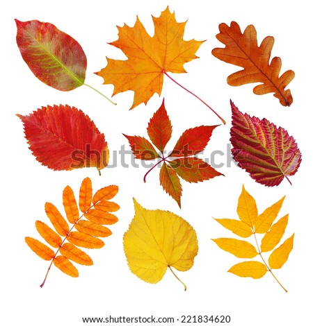 Set of autumn leaves (maple, wild grapes, elm, linden, oak, chestnut tree, rowan, pear) isolated on white