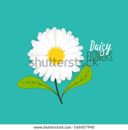 Vector illustration of daisie, meadow floral background