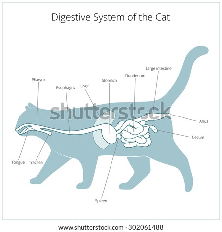 Animal Digestive System Stock Photos, Images, & Pictures | Shutterstock