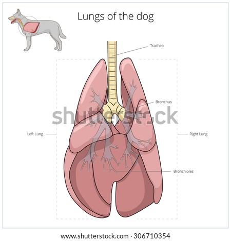 Large Image Human Lung Realistic Colored Stock Vector ...