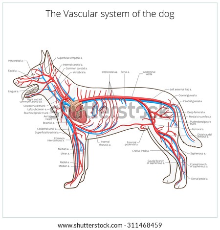 Vascular System Dog Vector Illustration Stock Vector 311468459