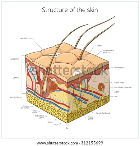 human skin hair structure anatomical sign stock vector 121646728 skin structure animal skin human skin stock vector 312155699 human skin hair structure anatomical sign stock vector 121646728 skin structure animal skin human skin stock vector 312155699