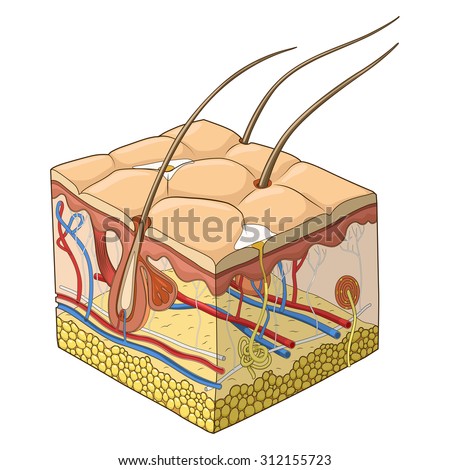 epidermis stock photo images 1 157 epidermis royalty free images and photography available to human skin layers stock images royalty free images vectors epidermis stock photo images 1 157 epidermis royalty free images and photography available to human skin layers stock images royalty free images vectors