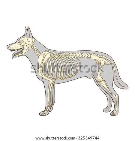 Dog Anatomy Stock Images, Royalty-Free Images & Vectors | Shutterstock