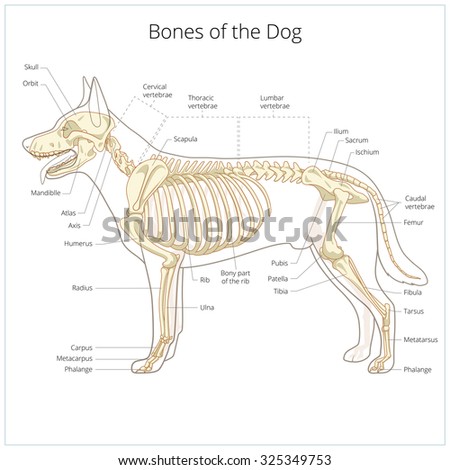 Dog Anatomy Stock Images, Royalty-Free Images & Vectors | Shutterstock