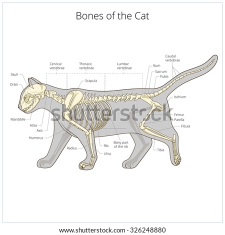 Cat Anatomy Stock Images, Royalty-Free Images & Vectors | Shutterstock