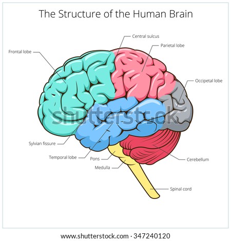 Occipital Stock Photos, Images, & Pictures | Shutterstock