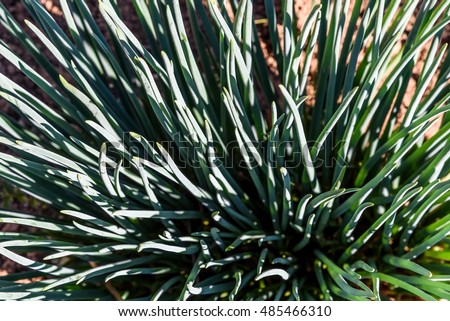 Desert botanical garden plant sale