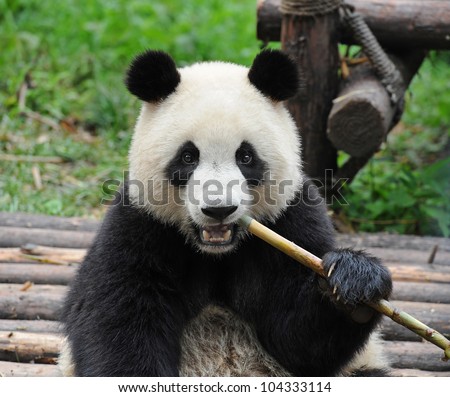 stock-photo-giant-panda-bear-eating-bamb