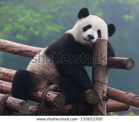 Red Panda Bear Stock Photo 102770750 - Shutterstock