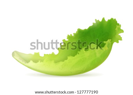 Lettuce Vector Stock Vector (Royalty Free) 127777190 - Shutterstock