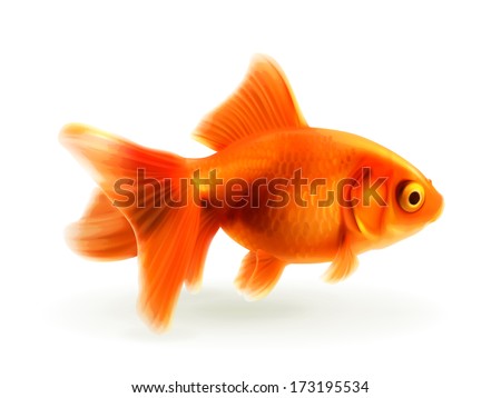 Goldfish, photo realistic vector illustration