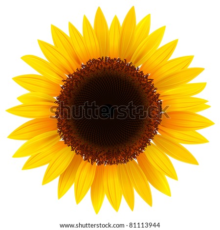 Download Vector Sunflower Realistic Illustration Stock Vector ...