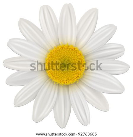 Daisy, chamomile flower isolated; vector.