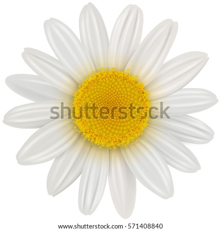 Daisy flower isolated, vector illustration.