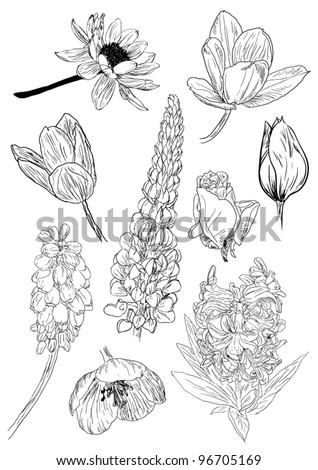 Black White Sketches Flowers Stockvector 96705169 - Shutterstock