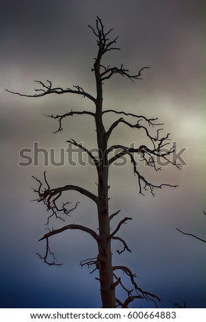 dying tree