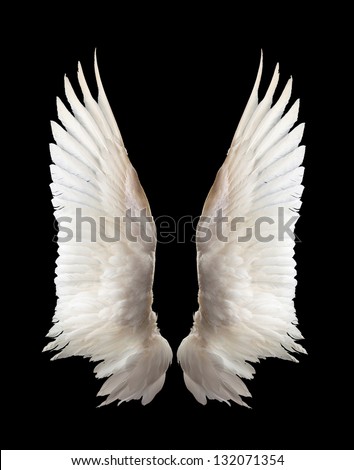 Internal white wing plumage. Isolation.