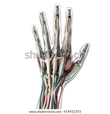 Hand Anatomy Stock Images, Royalty-Free Images & Vectors | Shutterstock