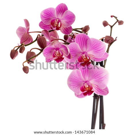 Pink orchid isolated on white