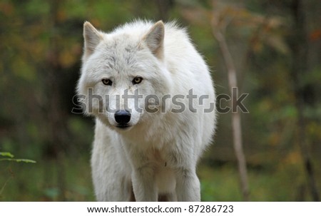 Healthy Wild Wolf Woods Howling Stock Photo 87286738 - Shutterstock