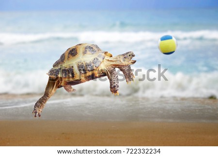 Turtle Jumps Catches Frisbee Stock Photo 142452550 - Shutterstock