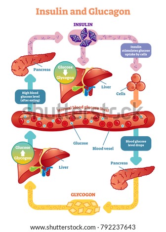 Insulin Glucagon Vector Illustration Diagram Educational Stock Vector ...