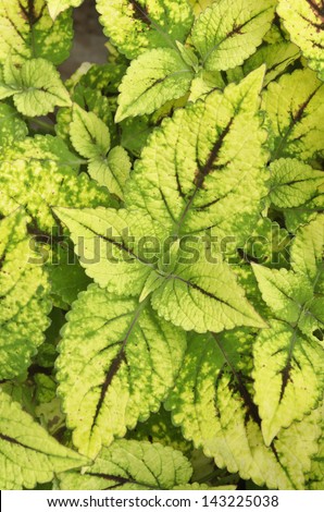 Raspberry Plant Yellow Leaves Green Veins Stock Photo ...