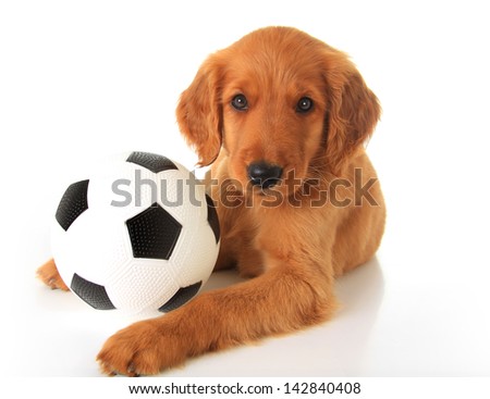 Puppy Football Stock Photos, Images, & Pictures | Shutterstock