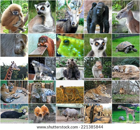 Different Animals Collage Nine Photos Stock Photo 112422647 - Shutterstock