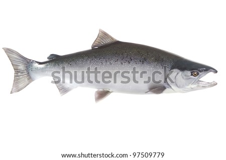 Salmon Jumping Stock Images Royalty Free Images Amp Vectors