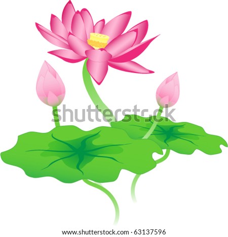 Lotus Flower Stock Vector 63137596 - Shutterstock