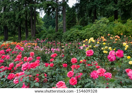 Many roses in front of a forest at the International Rose Test Garden ...