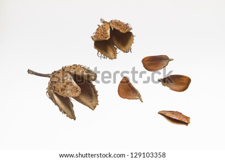 Beechnuts Stock Photos, Royalty-Free Images & Vectors - Shutterstock