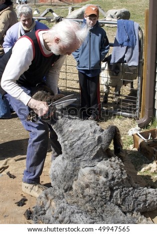 Kevin ford sheep shearer #3