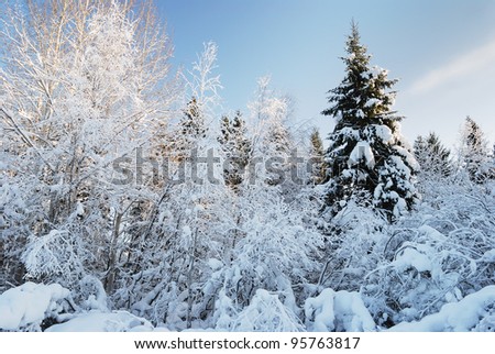 trees in forest after the winter snow