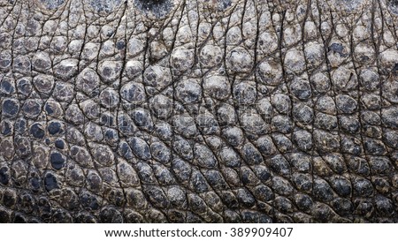 skin closeup stock images royalty free images vectors alligator skin stock images royalty free images vectors skin closeup stock images royalty free images vectors alligator skin stock images royalty free images vectors