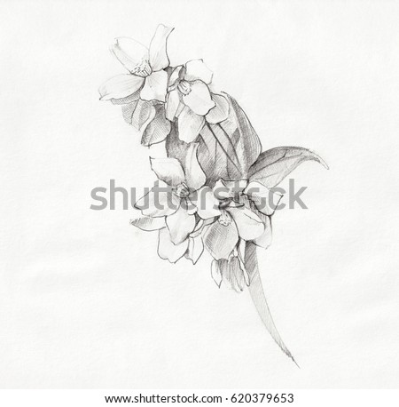 Sketch Jasmine Flowers Stock Illustration 620379653 - Shutterstock