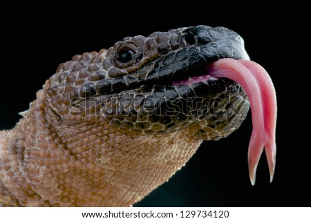 stock-photo-venomous-beaded-lizard-heloderma-horridum-129734120.jpg