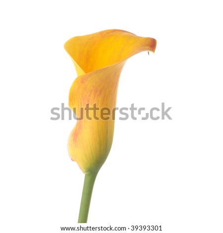 Yellow calla isolated on white background